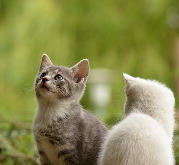 猫咪玩具下载，让爱猫快乐，主人更省心的新选择